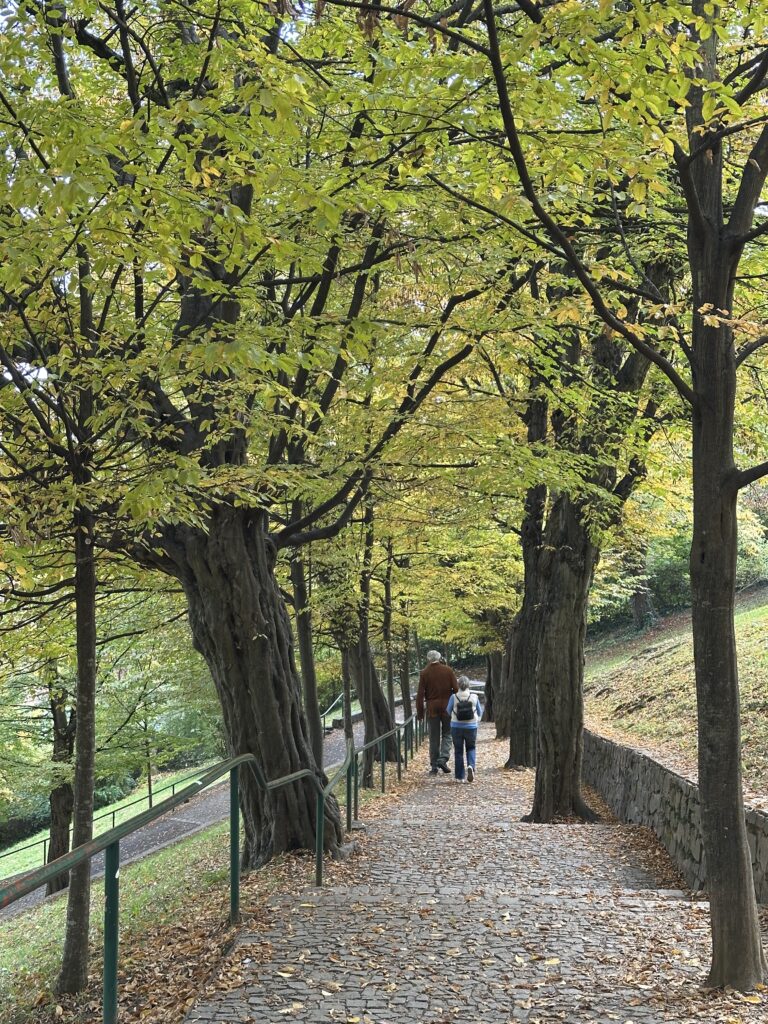 Die herbstliche Hainbuchenallee am Schlossberg